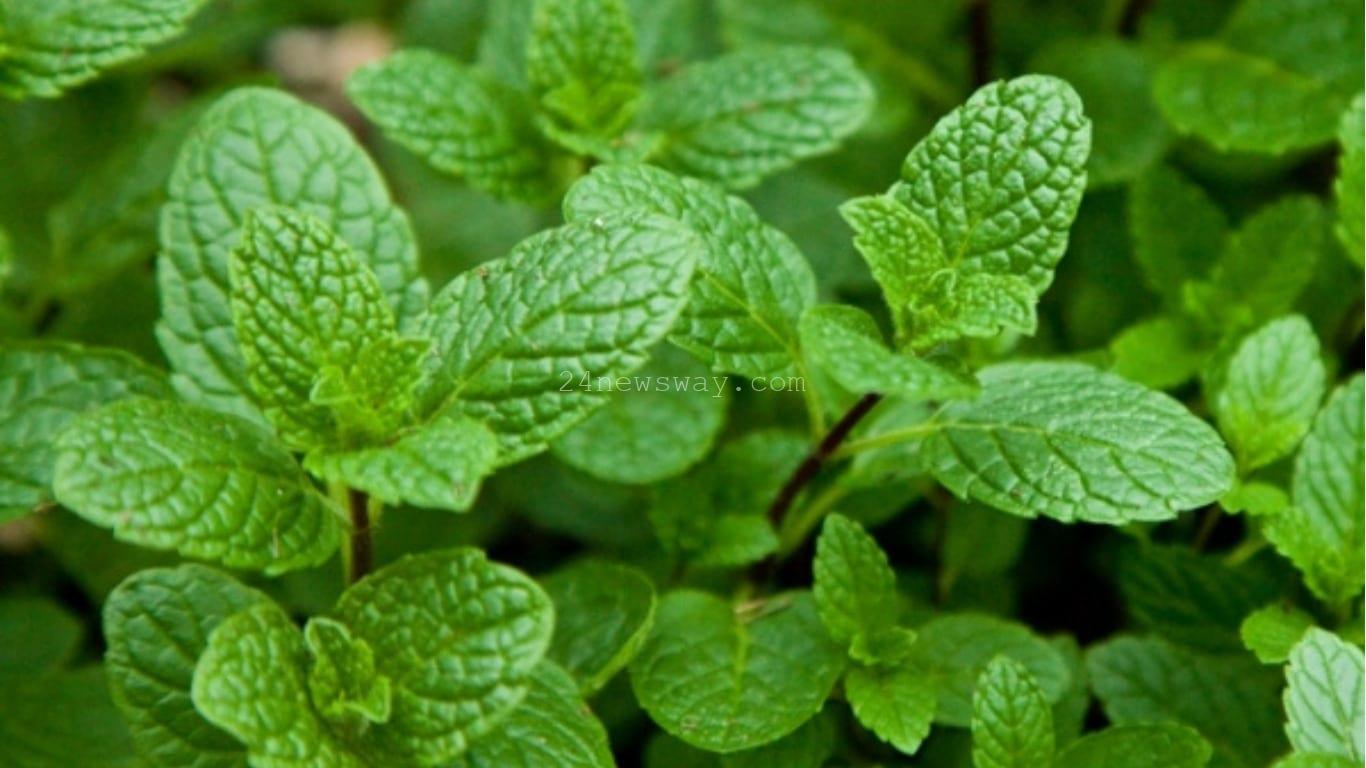 పుదీన(mint) వల్ల కలిగే ఆరోగ్య ప్రయోజనాలు తెలుసుకుందామా