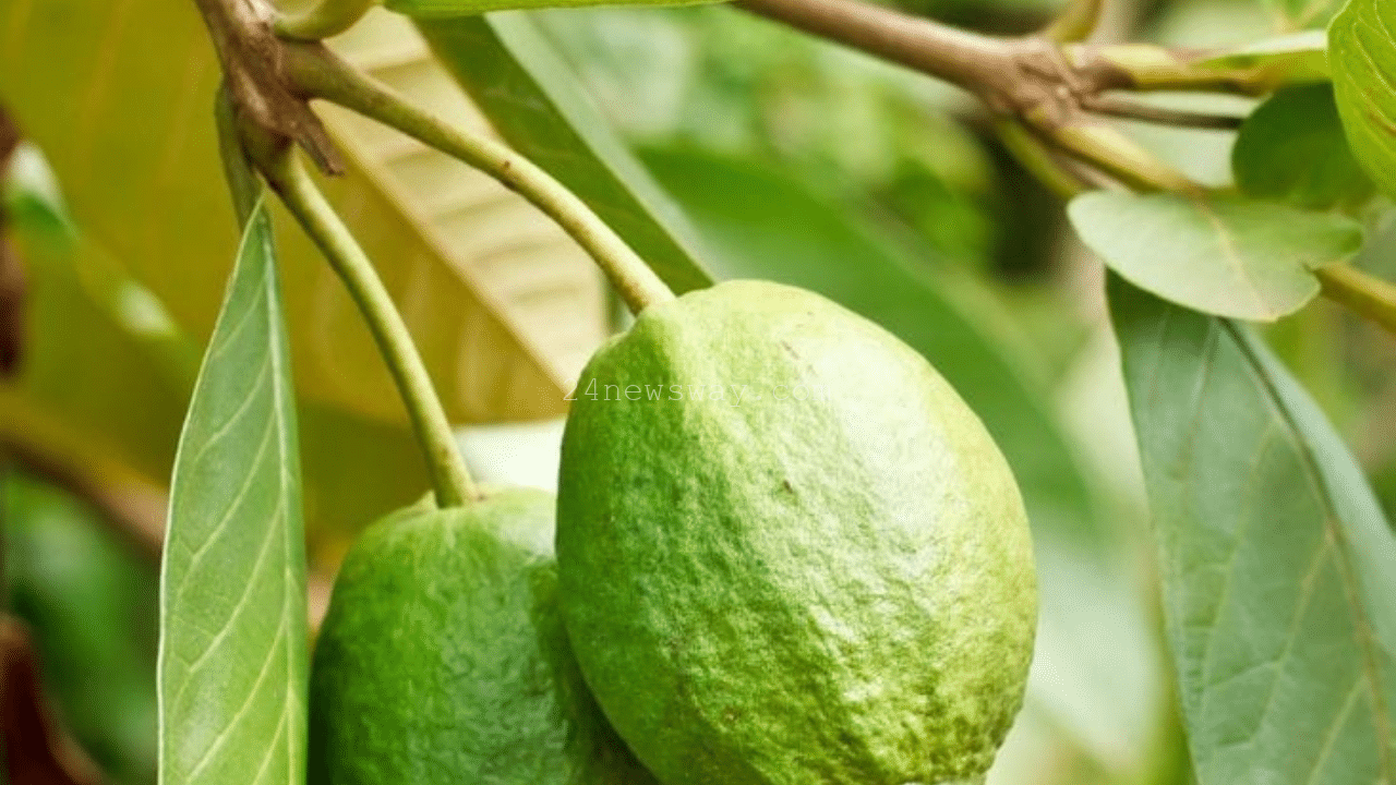 Health benefits of guava leaves