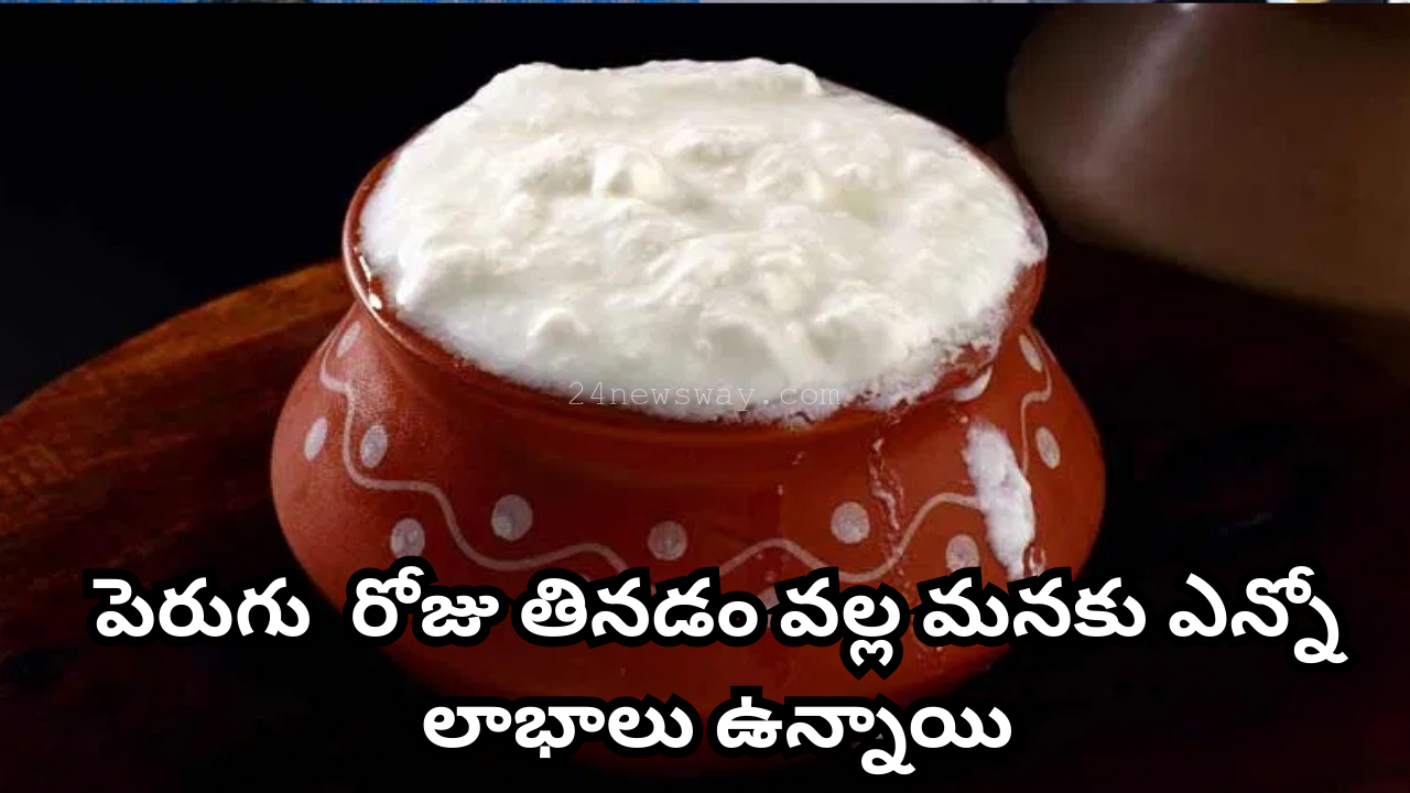 daily eating curd benefits