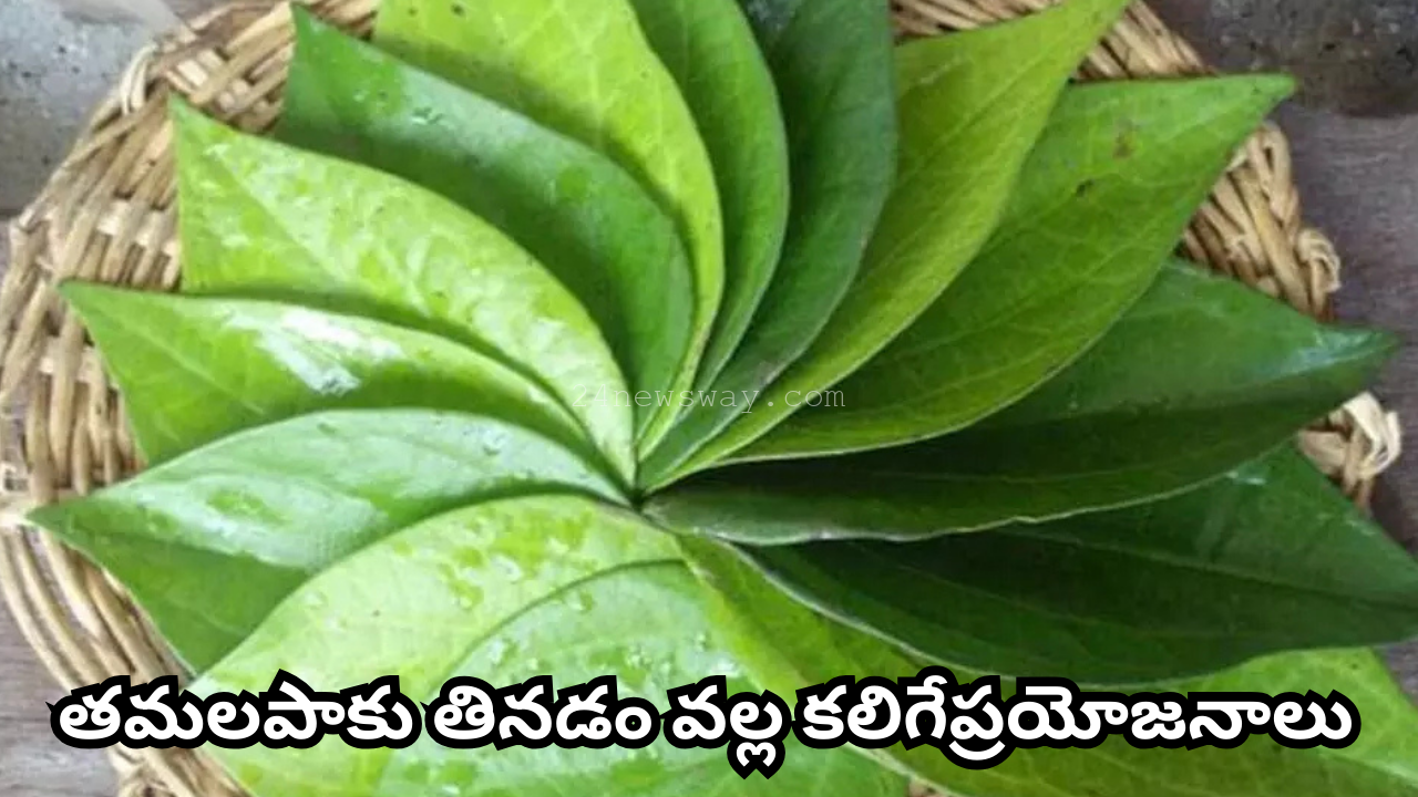 Benefits of eating betel leaves