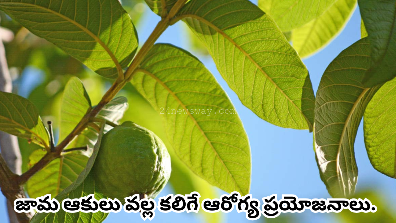 Health benefits of guava leaves.