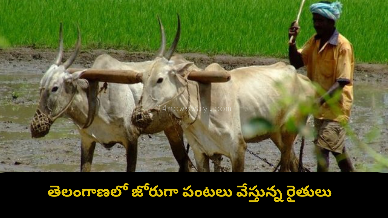 Telangana farmers sowing paddy crop