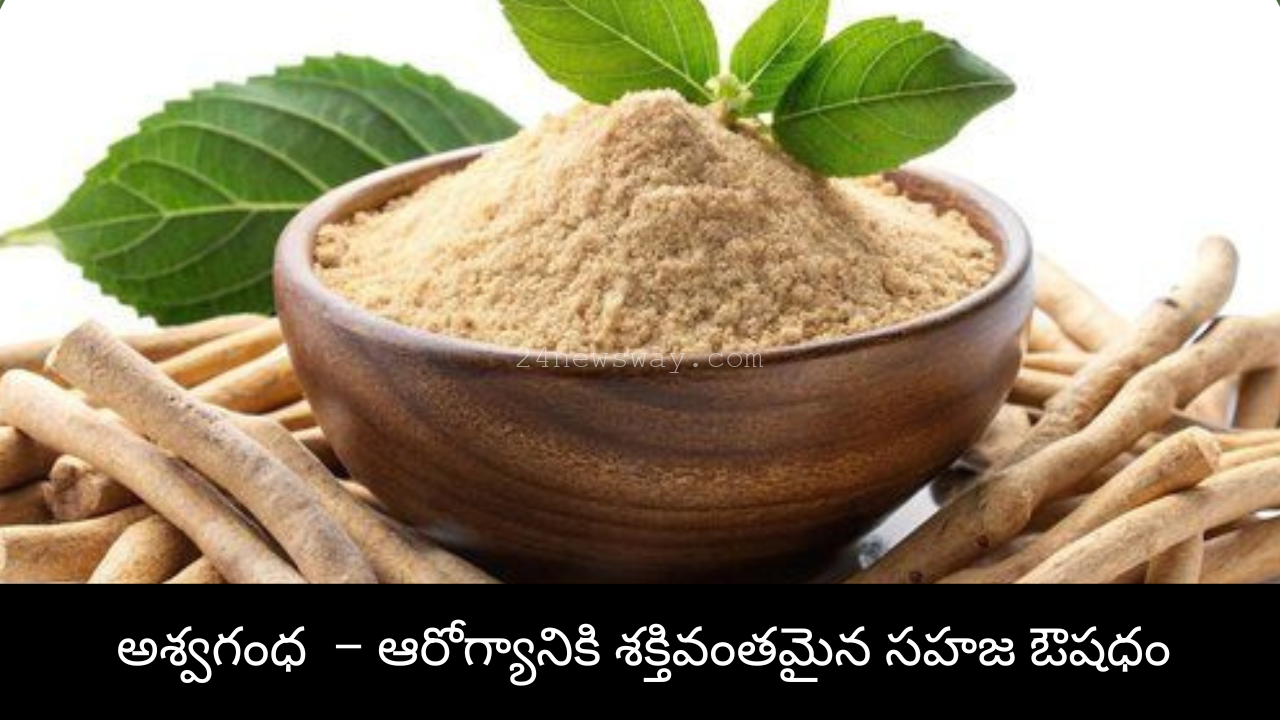 Ashwagandha Roots for Tea Herbal Ashwagandha Tea Cup Ayurvedic Ashwagandha Powder Ashwagandha Plant – Natural Medicine Ashwagandha Tea for Stress Relief