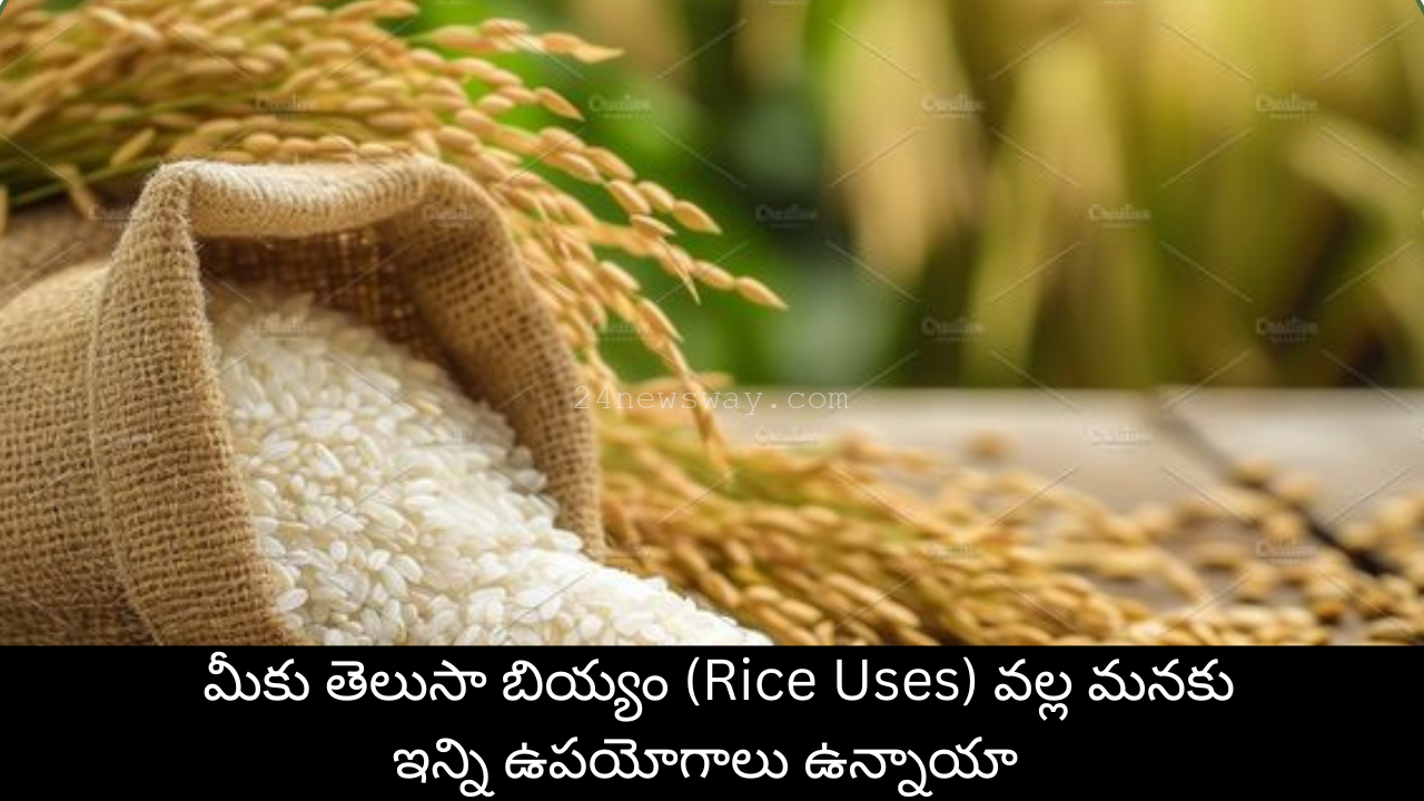 Uses of Rice in Daily Life